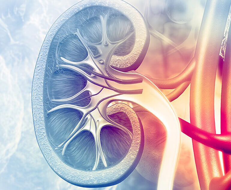 Urology & Nephrology